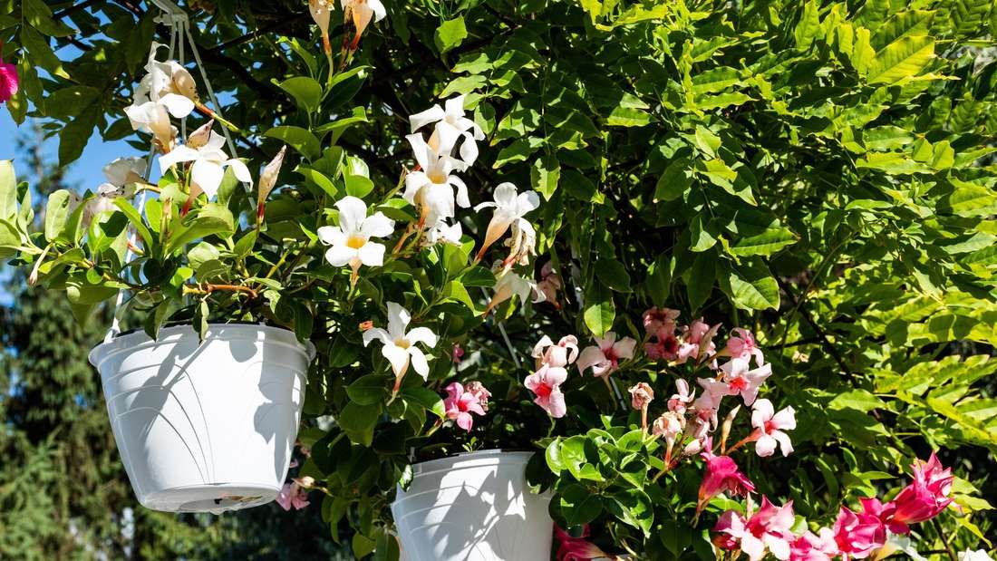 Die Dipladenia ist eine giftige Schönheit – worauf Sie achten sollten