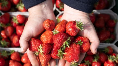 Gesundheitsgefahr durch Erdbeeren: „Ernsthaftes Risiko“ wegen Krankheitserreger