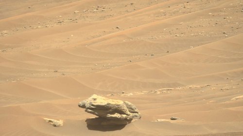 Mars: Nasa-Rover „Perseverance“ entdeckt „Tier“ auf dem Mars, das dort gar nicht sein dürfte