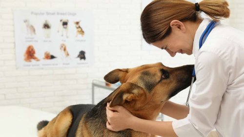 Sogar die Tierärztin war überrascht – braver Schäferhund liebt seine Halskrause