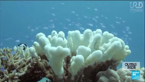 COP15 : l'exceptionnelle biodiversité des outre-mers