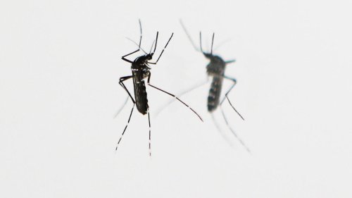 Paris fumigates for tiger mosquitoes as tropical pest spreads across Europe