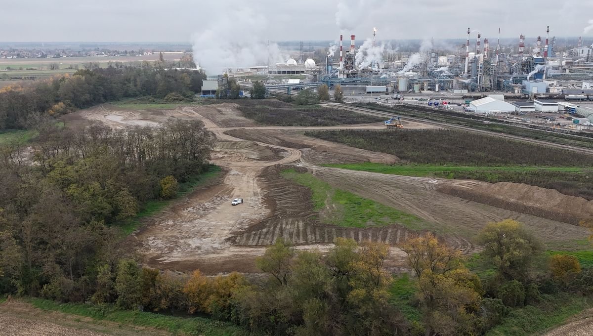 Haut-Rhin : 16.000 arbres plantés à Chalampé pour constituer une forêt alluviale rhénane - ici