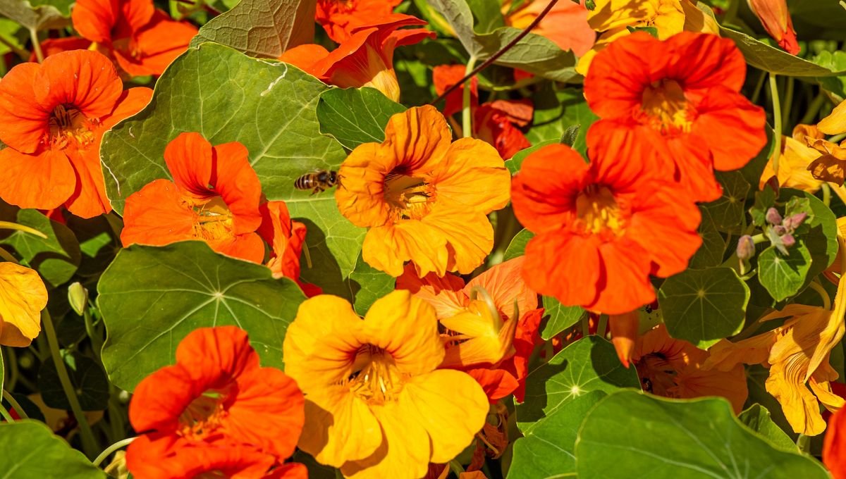Capucine au jardin : semez-la dès maintenant et protégez vos rosiers naturellement - ici