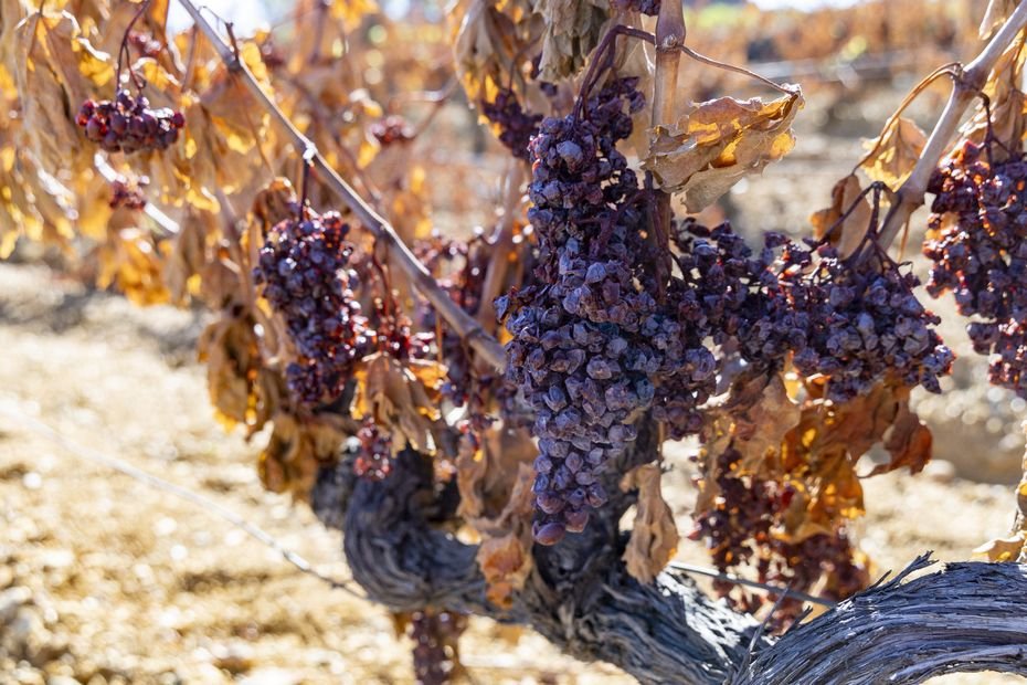 Incendie dans l’Aude : l’État va verser une aide de 4,4 millions d’euros aux exploitants agricoles pour perte et ouvre les indemnisations liées aux dégâts matériels