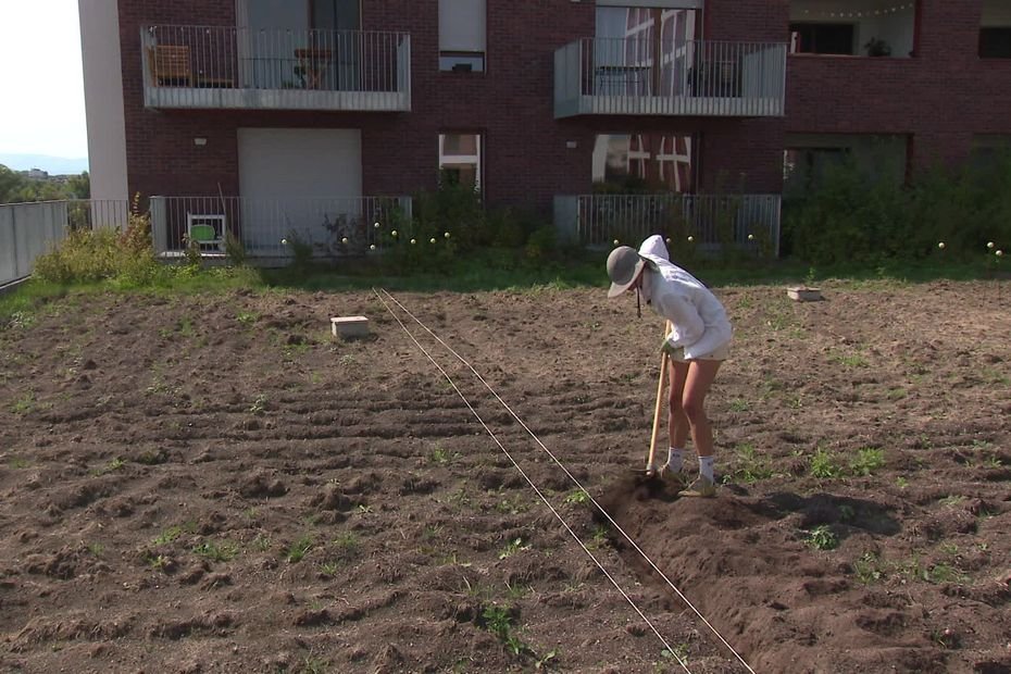 De l’or rouge sur un toit d’immeuble en ville : une agricultrice développe la culture du safran