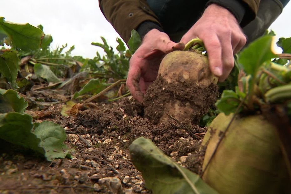 « Elles sont plutôt belles et grosses » : une récolte exceptionnelle de betteraves sucrières, mais peu rémunératrice pour ces exploitants