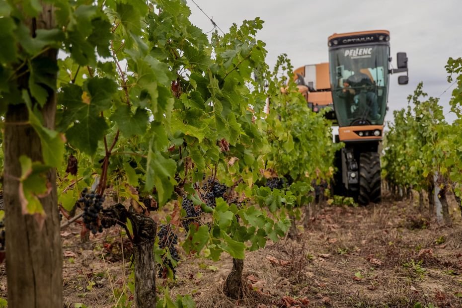 « Chaque millésime est un défi » : les vignerons bio inquiets face aux nouvelles restrictions concernant l’usage du cuivre