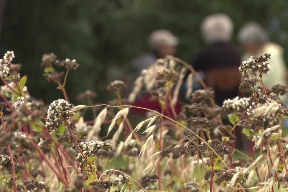 « C’est le diamant noir de Bretagne » : Le sarrasin retrouverait-il sa gloire d’antan ?