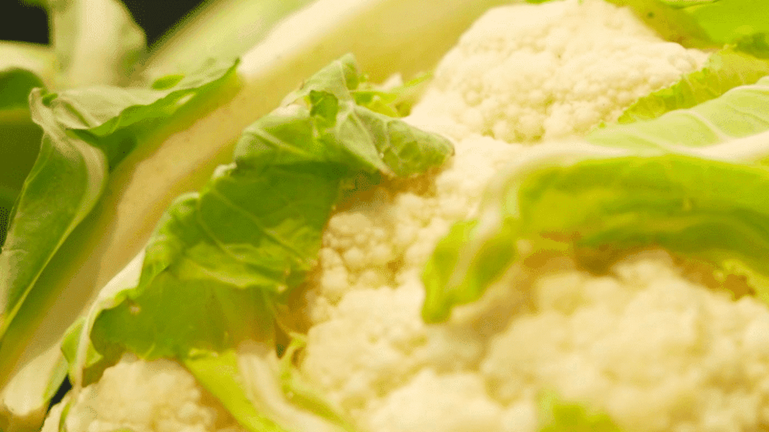 Agriculture : les maraîchers bretons peinent à vendre leurs chou-fleurs, en surproduction