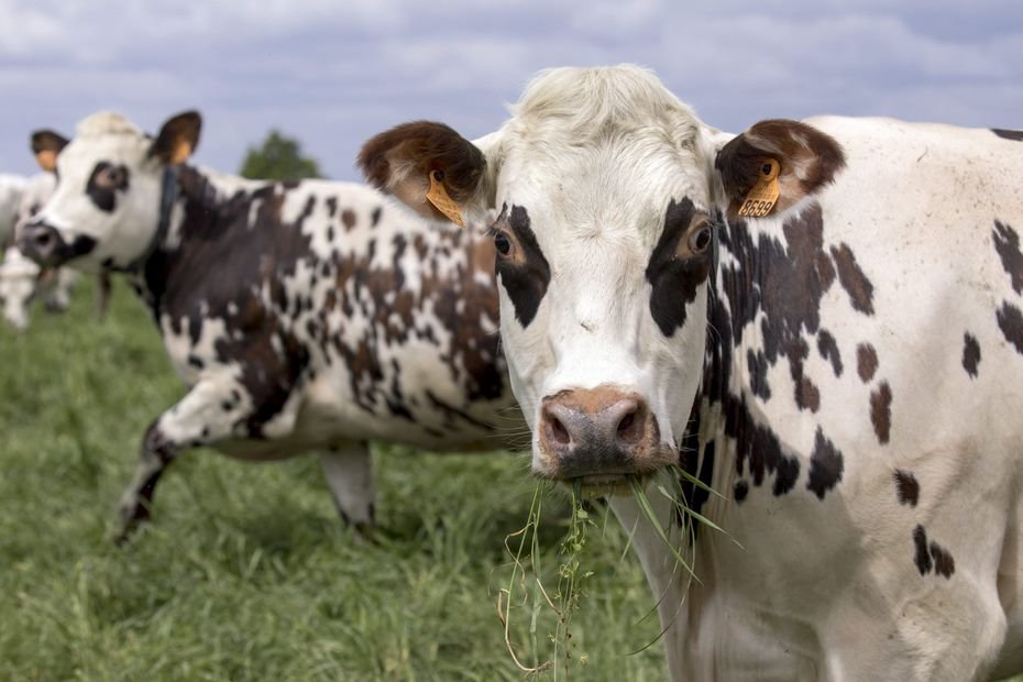 Tuberculose bovine. 1300 bovins menacés dans une même commune : « ils sont en train de détruire le territoire »
