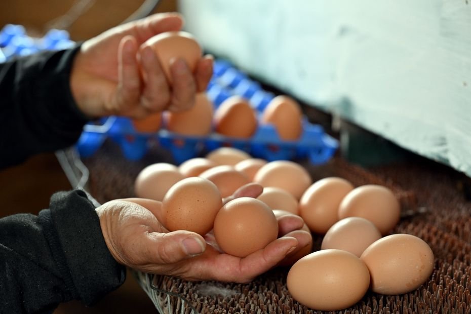 Pénurie d’œufs. En Normandie, en produit-on beaucoup ? Où sont nos poules ?