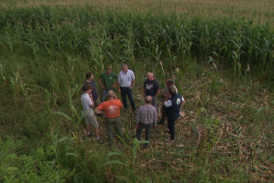 Prolifération de sangliers : les agriculteurs demandent une meilleure régulation par les chasseurs