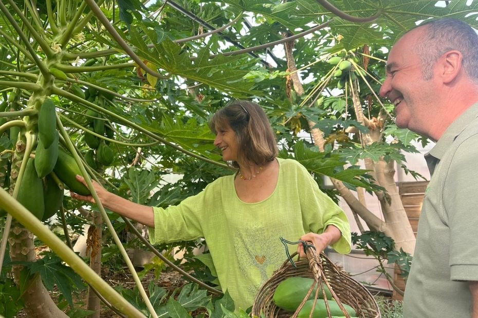 « Ça pousse sans chauffage et sans traitement chimique non plus », papayes, pitayas, goyaves et ananas poussent en Provence, une solution face au dérèglement climatique ?