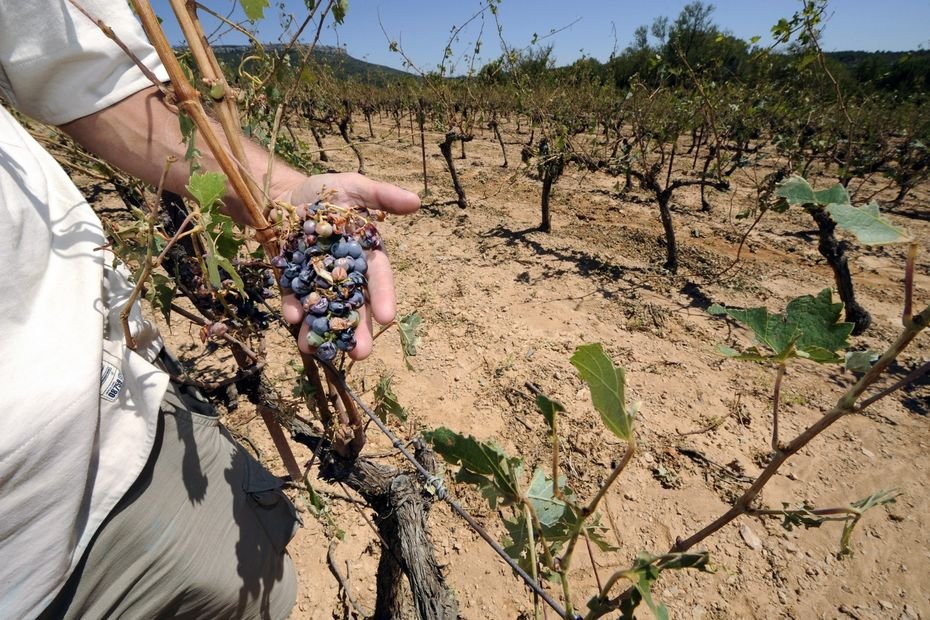 « On est en train de crever ! » : une manifestation des viticulteurs de grande ampleur se prépare, une situation jugée « catastrophique »