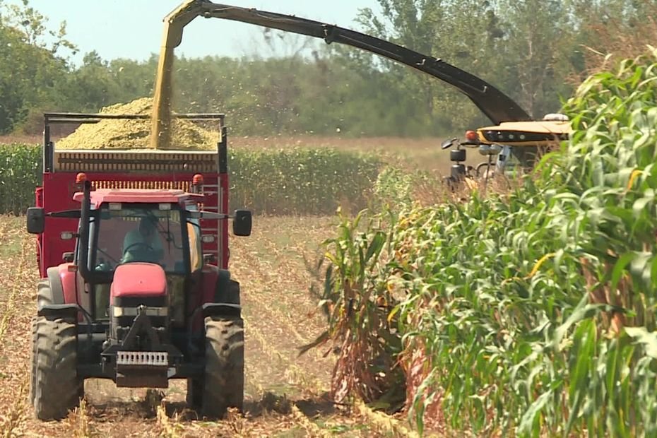 « Si ce temps-là continue, on va avoir de gros soucis à satisfaire tout le monde » : la récolte de l’ensilage du maïs démarre avec trois semaines d’avance