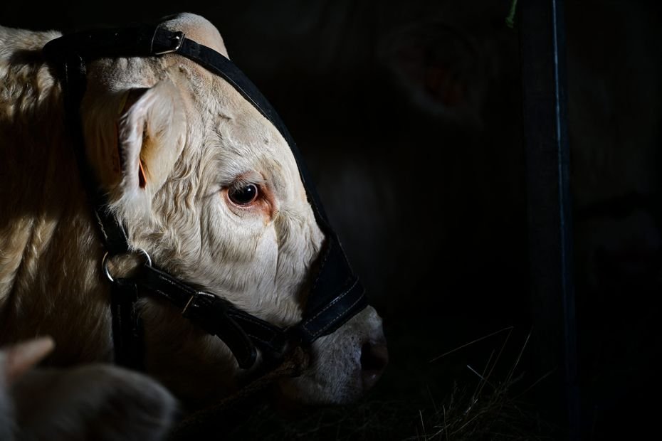 « Aujourd’hui, il n’existe pas d’alternative » : pourquoi l’abattage massif des troupeaux est utilisé contre la dermatose nodulaire contagieuse