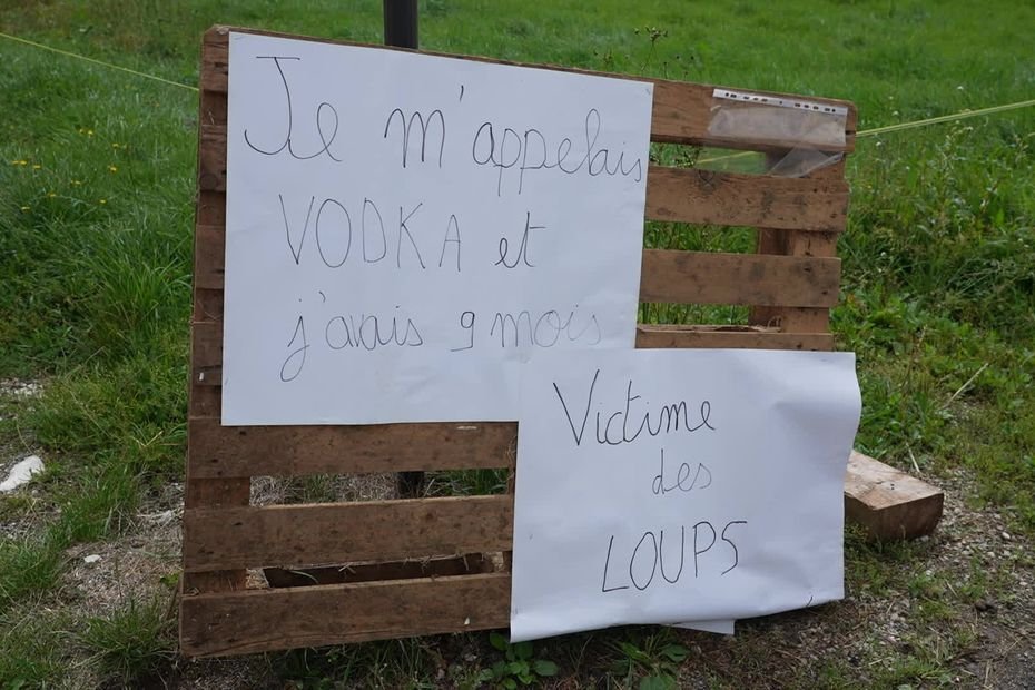 « Je ne suis pas contre l’abattage complet des loups » : un agriculteur expose la carcasse de sa génisse tuée par un loup
