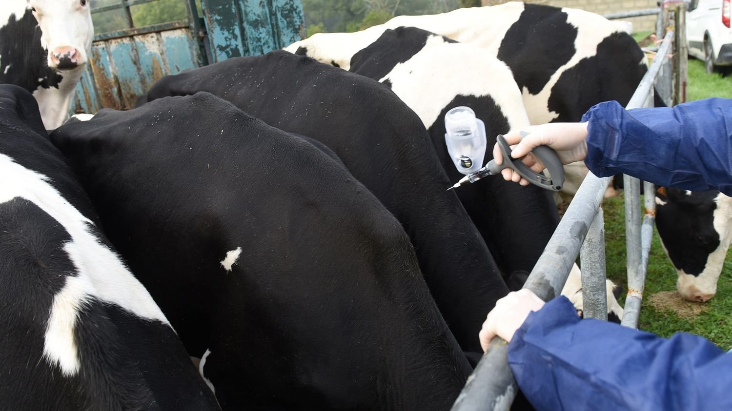 REPORTAGE. « Un tel déchaînement de haine, c’est du jamais vu » : en pleine crise de dermatose nodulaire, les vétérinaires menacés par des agriculteurs