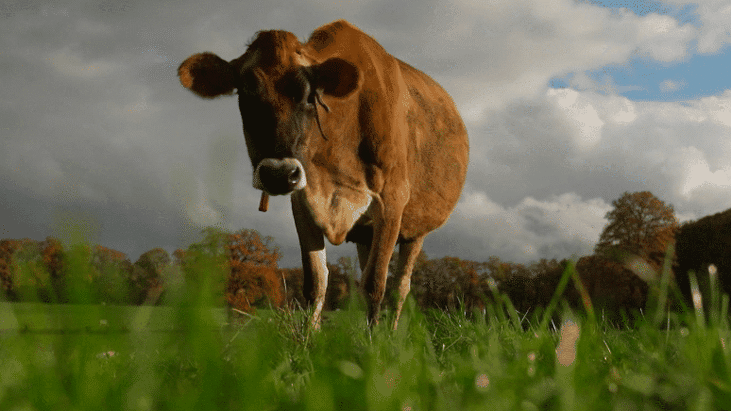 Agriculture : des vaches plus petites et moins polluantes pour réduire les gaz à effet de serre ?