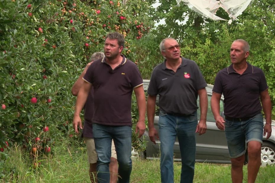 « On fonce dans un mur » : des milliers de tonnes de pommes détruites par le puceron cendré, les arboriculteurs à bout