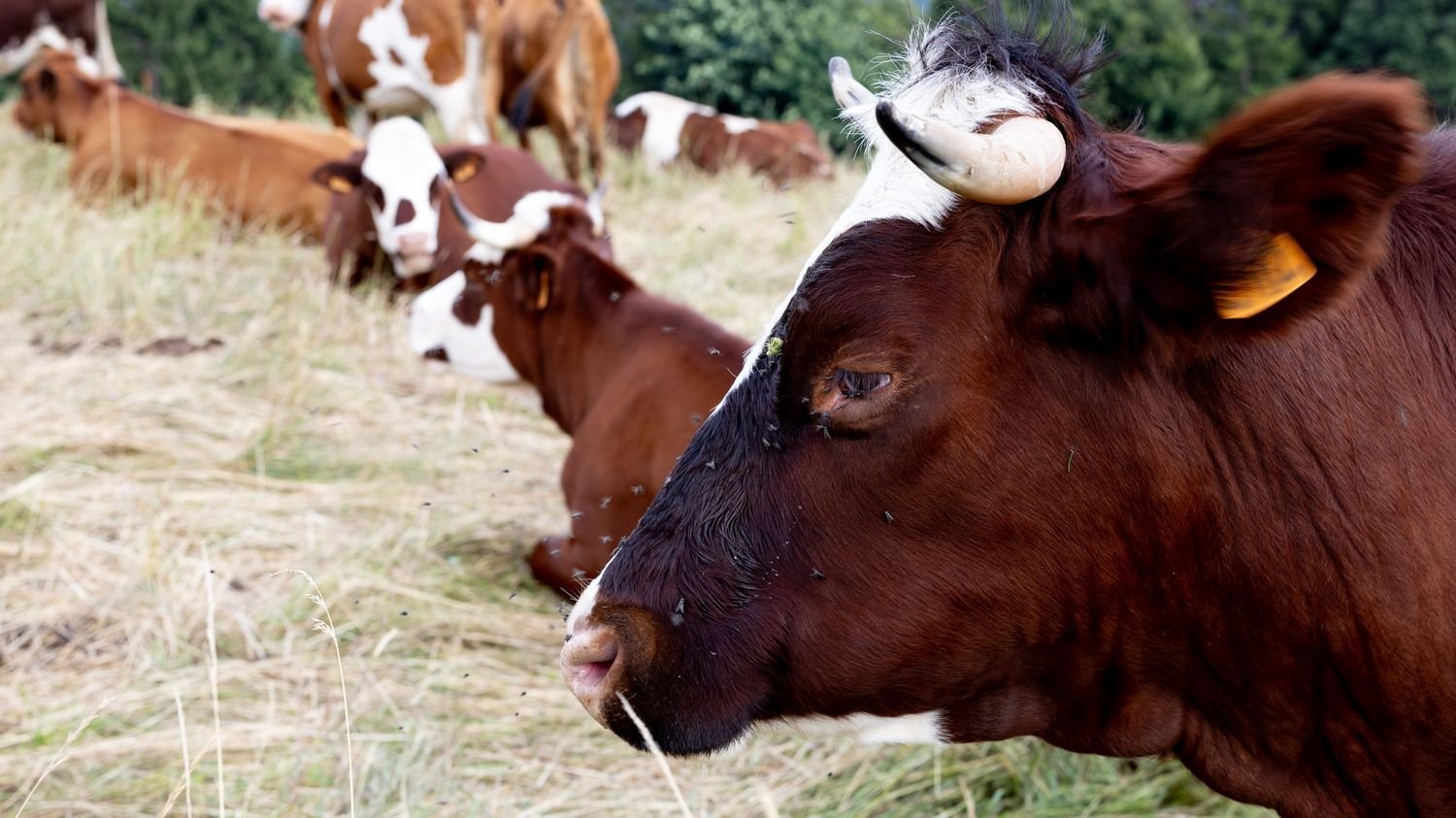 Dermatose nodulaire : 113 foyers enregistrés depuis le début de la crise, 3 300 bovins abattus