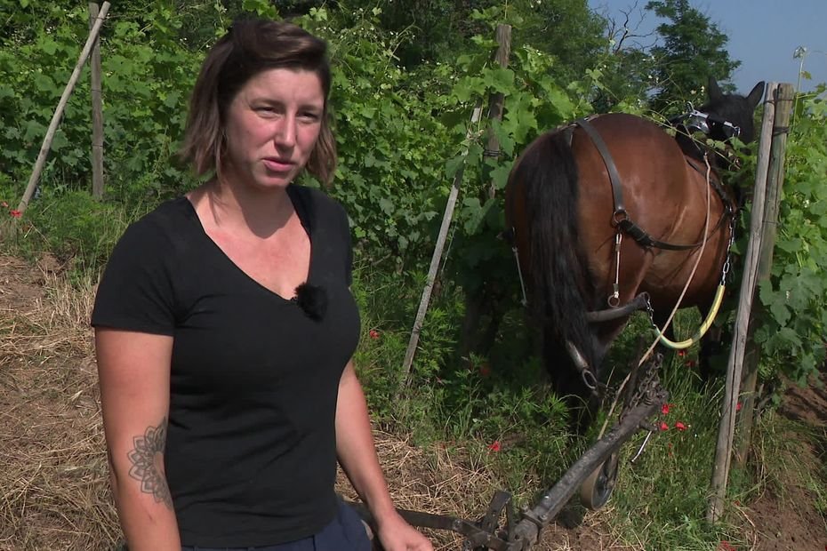 PORTRAIT. Cécilia relance le labour des vignes avec des chevaux de trait