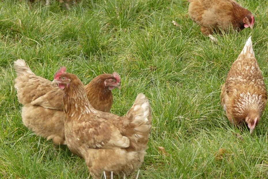 « Les volailles s’entretuent si elles restent enfermées trop longtemps » : ces éleveurs bourguignons redoutent les nouvelles mesures contre la grippe aviaire