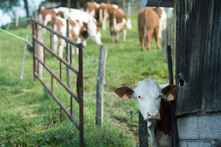 Dermatose bovine : un nouveau foyer dans le Jura, Noël sous surveillance pour des milliers d’agriculteurs en Bourgogne-Franche-Comté