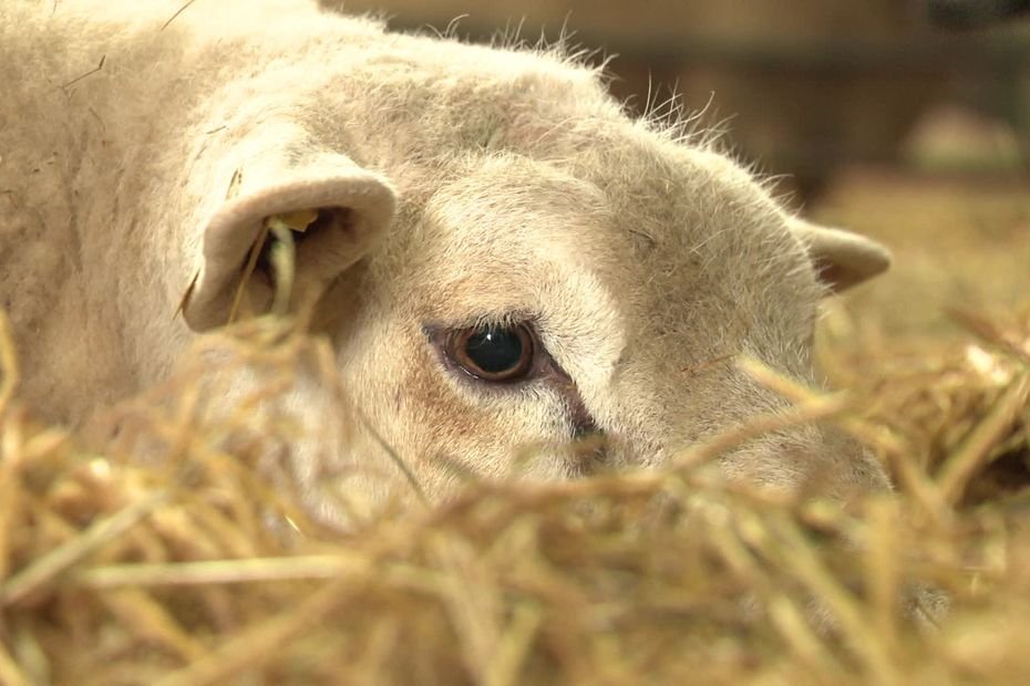 « Des messages de la France entière » : l’éleveur qui a retrouvé son bélier paralysé, tabassé dans son pré, reçoit une vague de soutiens sur les réseaux