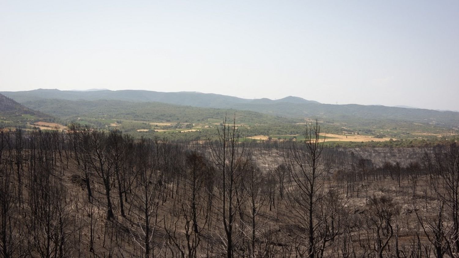 Incendie dans l’Aude : les viticulteurs demandent « un fonds d’urgence » pour faire face aux dégâts
