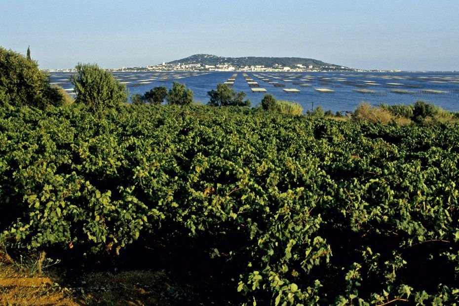 « Nous sommes aussi les plus touchés » : une grande consultation pour affronter le changement climatique organisée dans « la région agricole la plus pauvre de France »