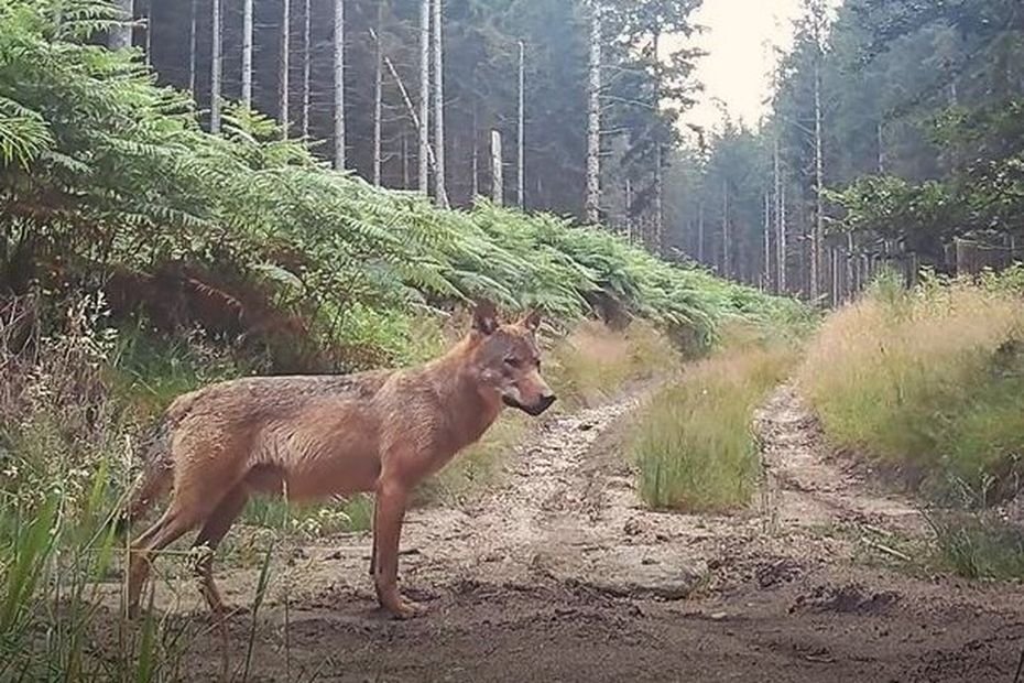 La battue contre le loup aura-t-elle lieu en Corrèze ce mercredi ?