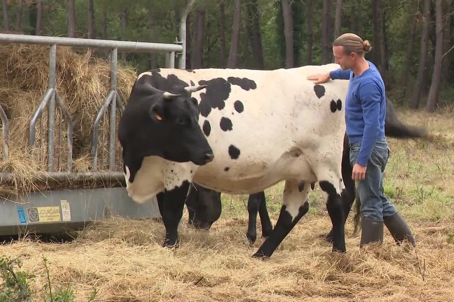 « Comment on reprend ce truc-là, pour en faire quelque chose de viable ? » : les abattoirs des Bazas menacés, inquiétude des agriculteurs