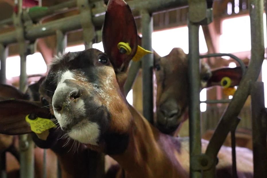 « Elles sont moins dangereuses, plus sociables et plus curieuses », éleveurs, Justine et Samuel ont troqué les vaches contre des chèvres