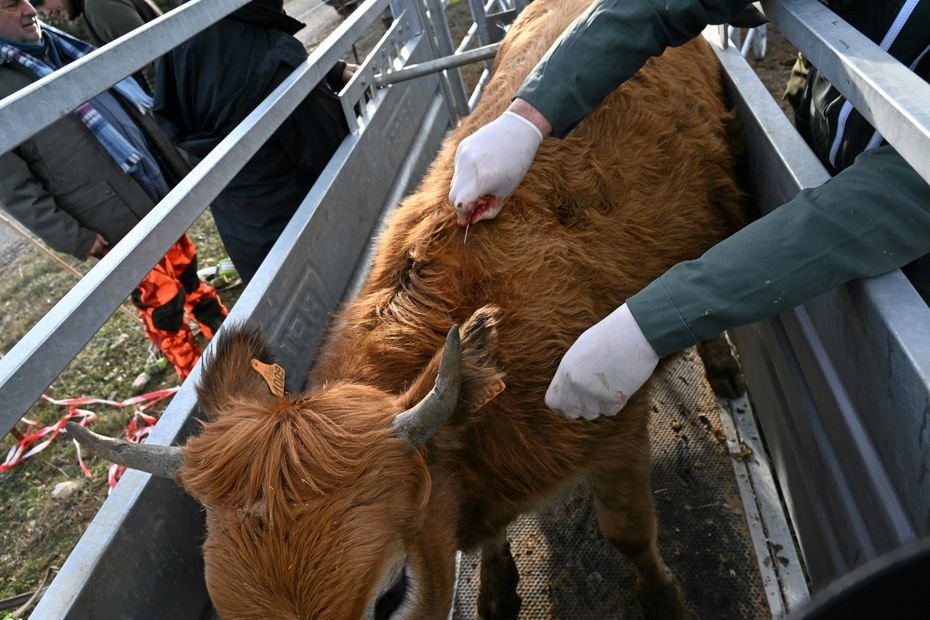 « Ça va nous péter à la gueule » : les éleveurs dénoncent l’irresponsabilité de la ministre sur la maladie virale des vaches à la veille du salon