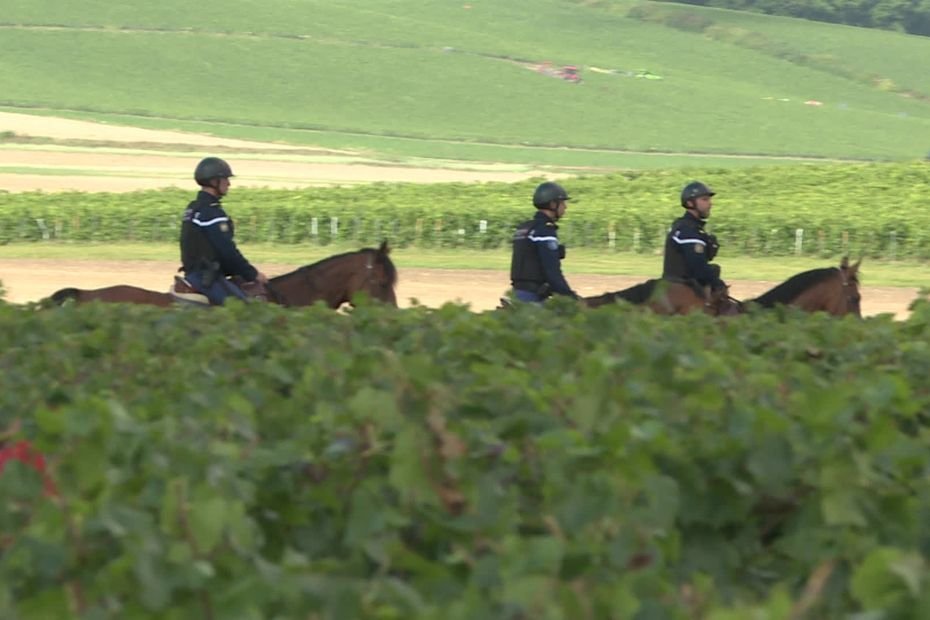 Vendanges : contre les vols de raisins qui se multiplient, les gendarmes veillent au grain en Champagne