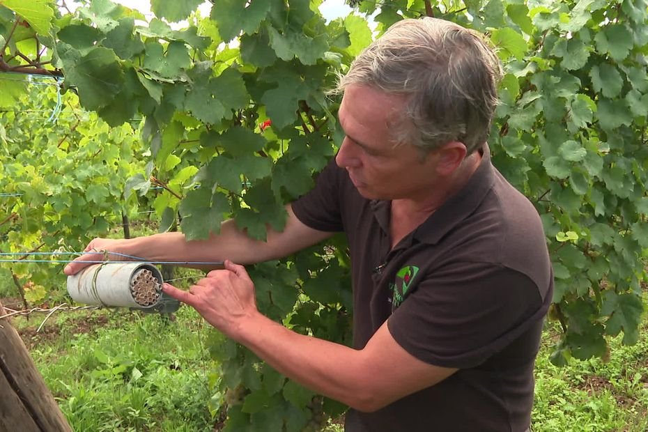 Comment ramener de la biodiversité dans les vignes ? Des viticulteurs engagés font tout pour favoriser son retour