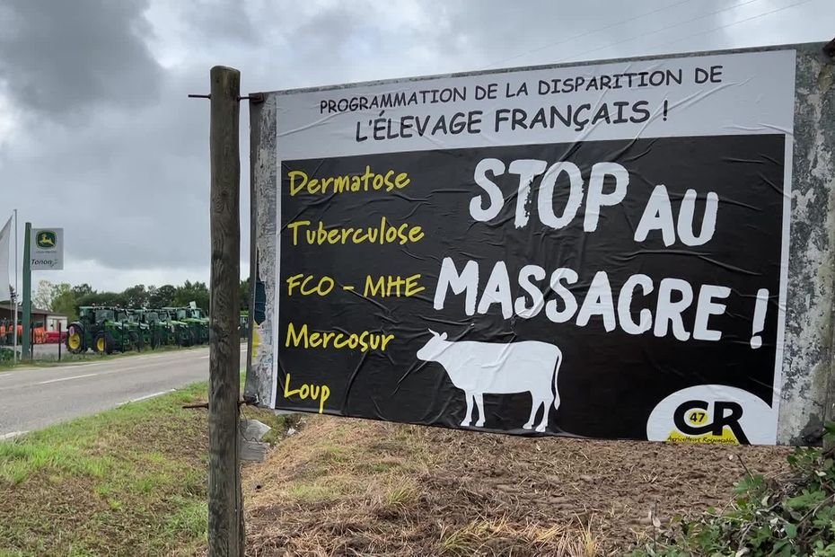 « C’est pas clair » : en pleine épidémie de dermatose nodulaire, les exportations de bovins reprennent, les agriculteurs encaissent des pertes de marché