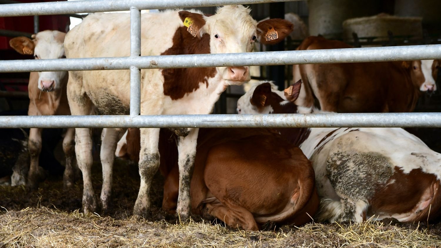 REPORTAGE. « On a travaillé sur la génétique », expliquent des éleveurs qui s&rsquo;opposent à l&rsquo;abattage total des troupeaux en cas de dermatose nodulaire