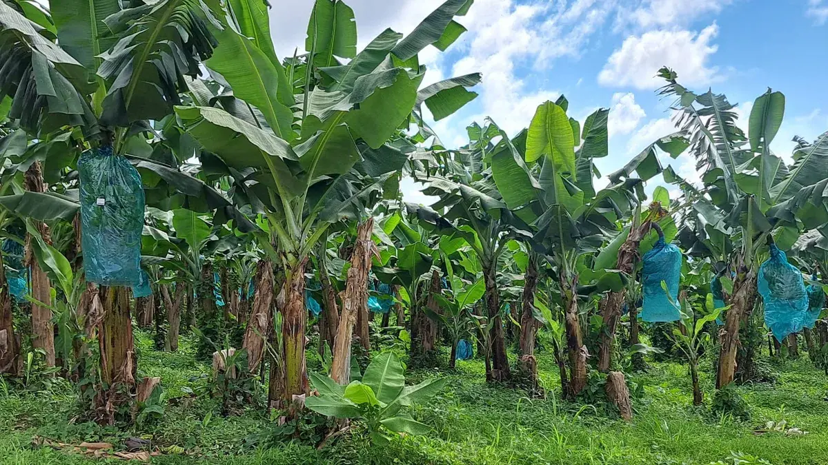Chlordécone : décision reportée au 22 juin sur l'appel du non-lieu