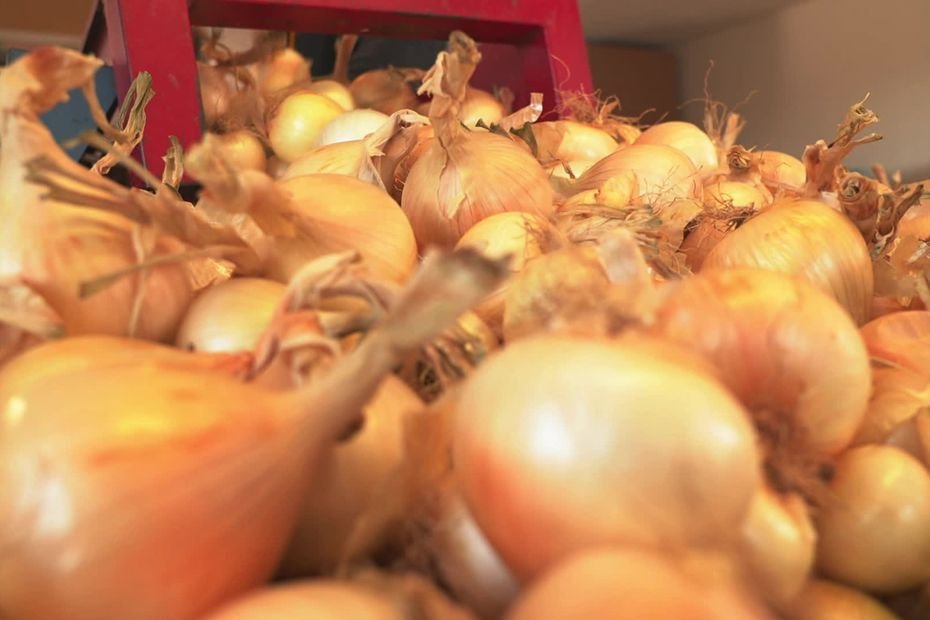 « C’est une culture d’avenir » : l’oignon doux des Cévennes attire de jeunes agriculteurs et dynamise ces vallées