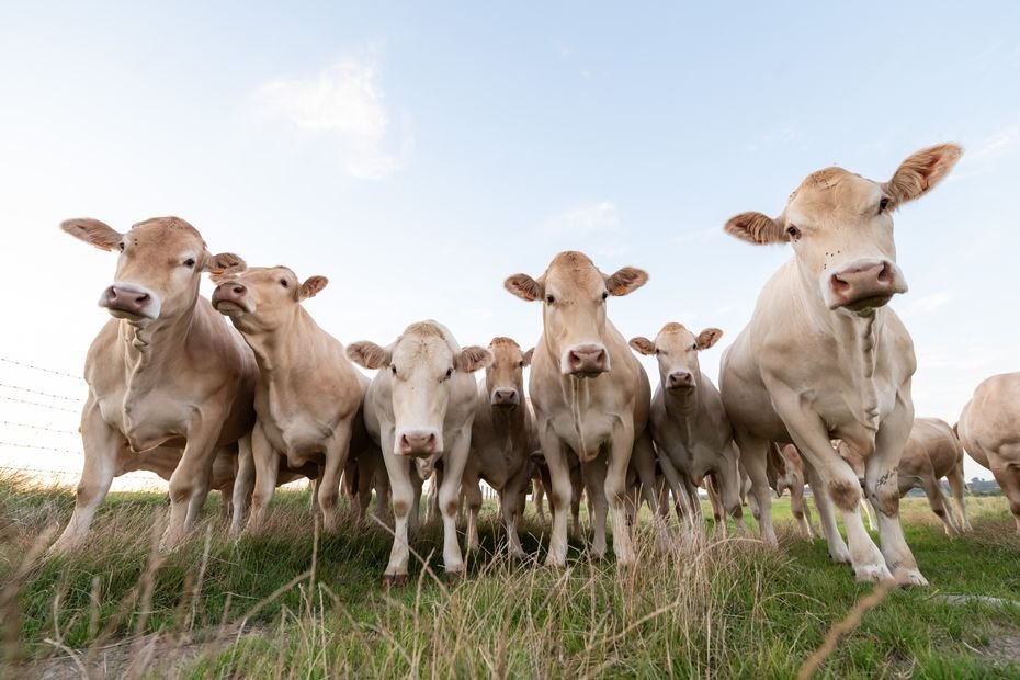 « On ira en taule tant pis » : après l’annonce de l’abattage d’un troupeau de 208 vaches, la colère agricole monte encore d’un cran