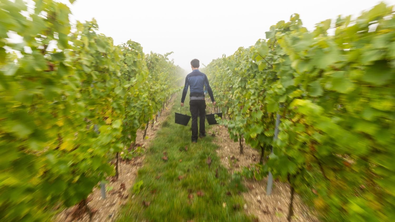 REPORTAGE. Dans les Hauts-de-France, un premier salon des vignerons pour montrer qu' »on fait du vin de qualité »