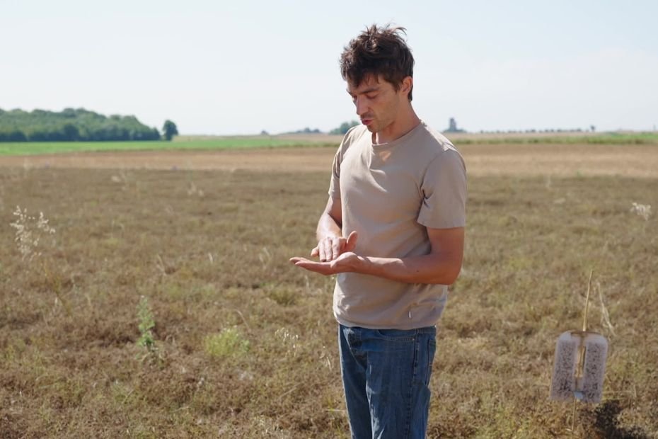 Il cultive des lentilles, un produit revenu à la mode ces dernières années