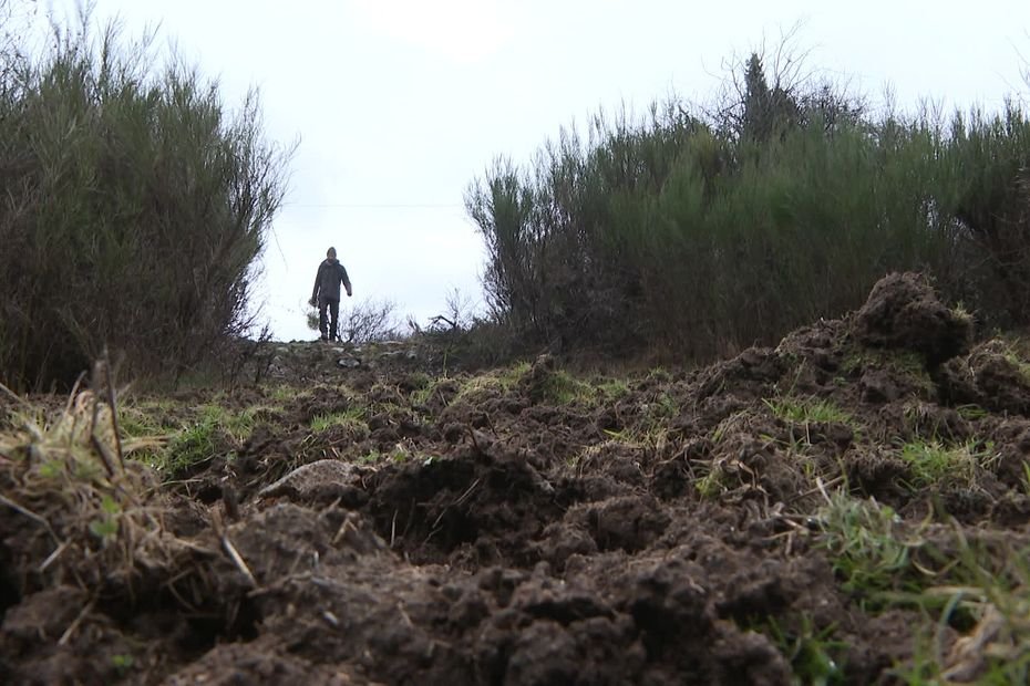 La prolifération des sangliers bouleverse le quotidien des agriculteurs : prairies ravagées, vignes protégées, l&rsquo;État autorise des battues exceptionnelles