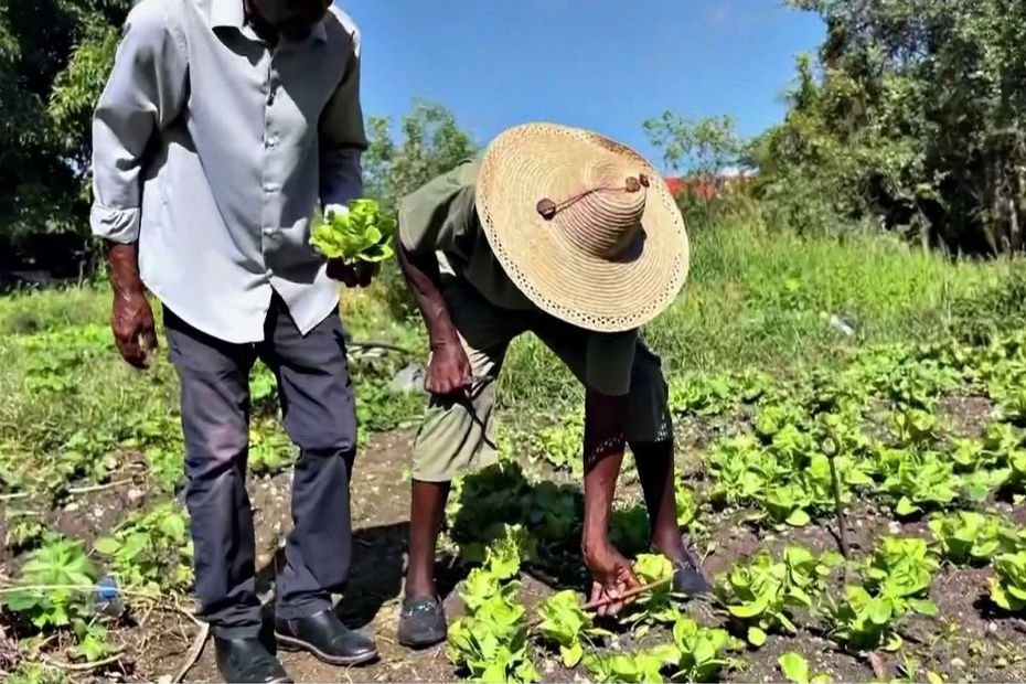 Production locale à grande échelle : un tiers-lieu nourricier est en devenir à Marie-Galante
