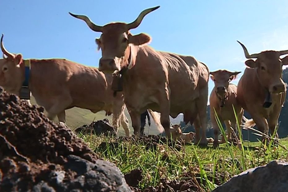 « Une situation préoccupante » : plus de 12 000 bovins dépistés pour la tuberculose bovine dans les Pyrénées-Atlantiques