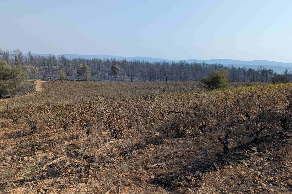 Plus de vignes, pas d’aides : le cauchemar d’une famille de viticulteurs après l’incendie dans les Corbières