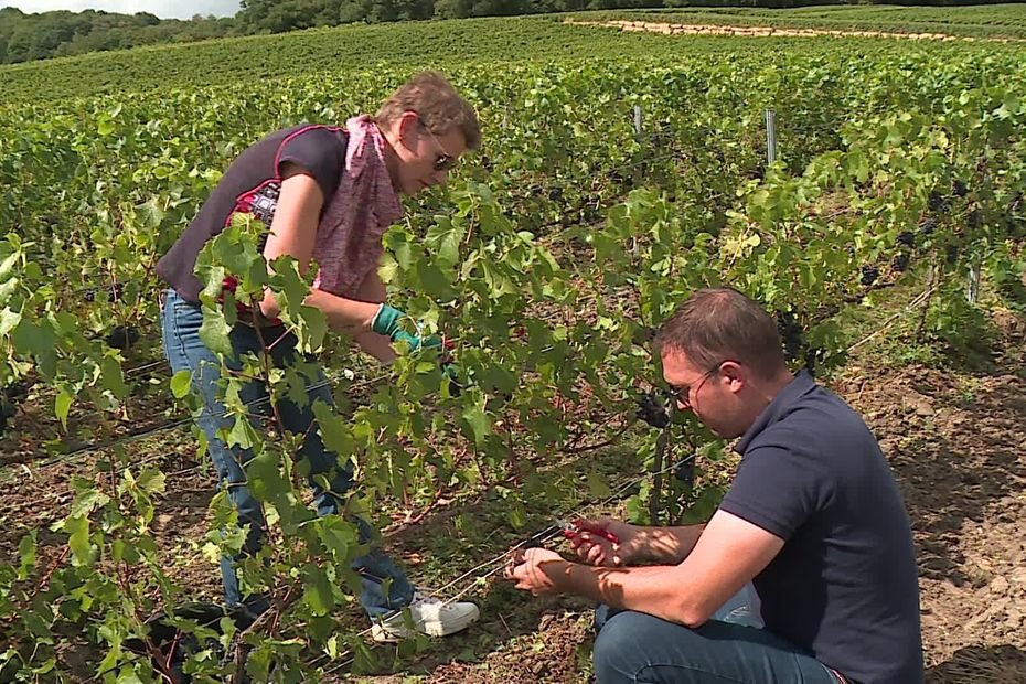 « Faire cela toute la journée, cela doit être fatigant » : ces visiteurs payent 69 € la journée pour participer aux vendanges en Champagne
